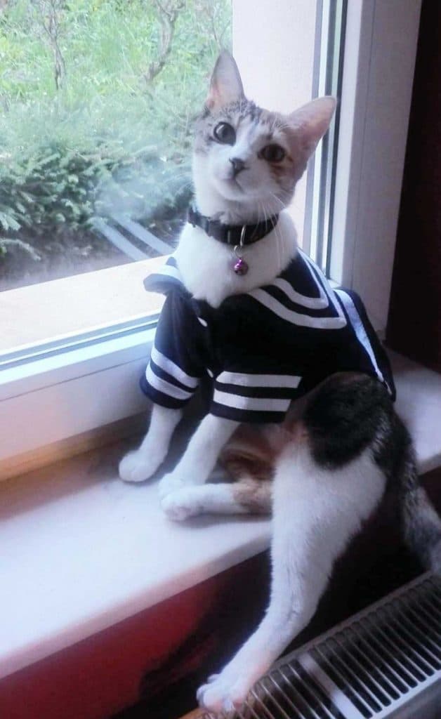 Copilaria fermecata - Ioana Trif